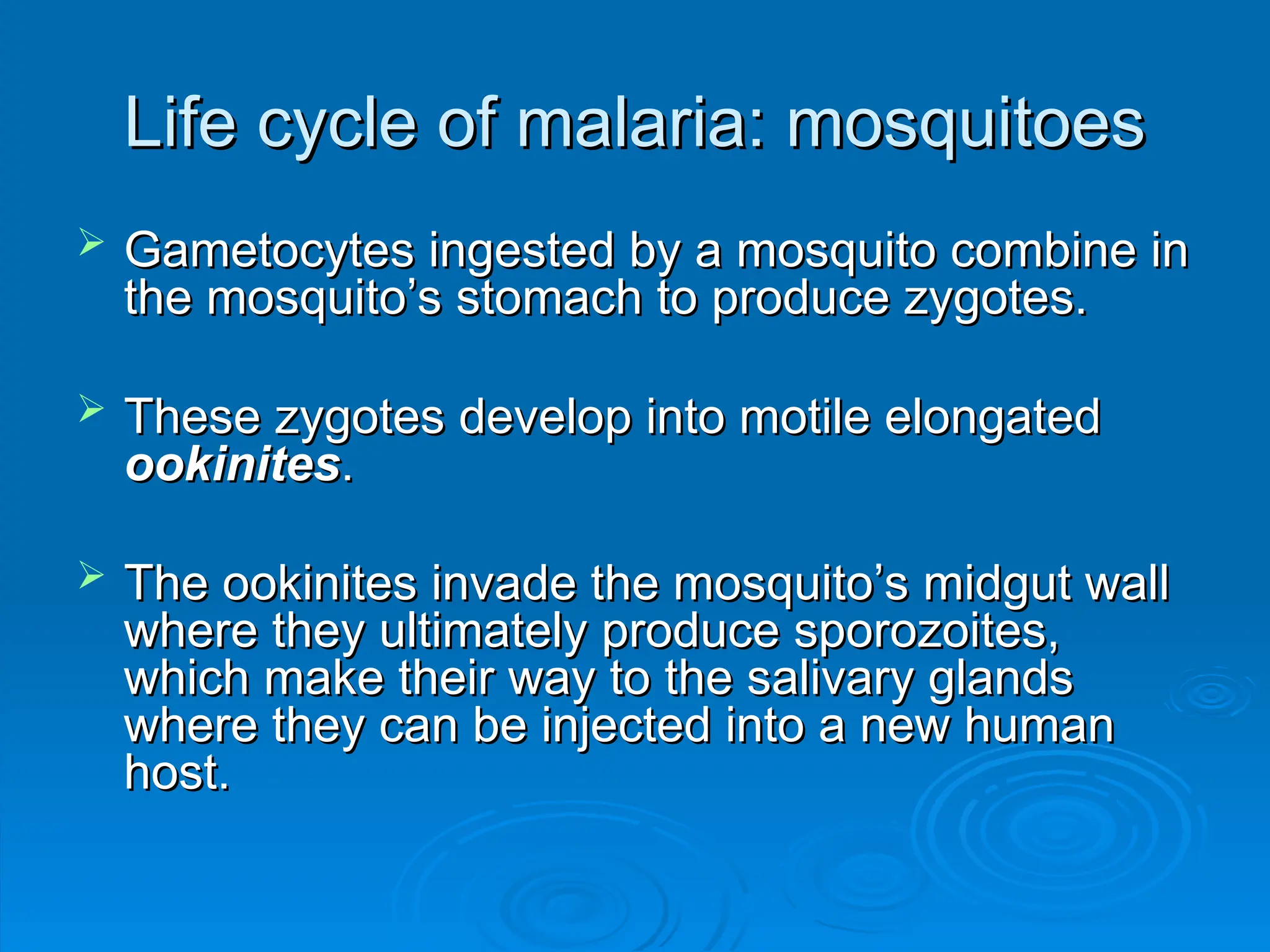 Life cycle of malaria: mosquitoes
Life cycle of malaria: mosquitoes
 Gametocytes ingested by a mosquito combine in
Gametocytes ingested by a mosquito combine in
the mosquito’s stomach to produce zygotes.
the mosquito’s stomach to produce zygotes.
 These zygotes develop into motile elongated
These zygotes develop into motile elongated
ookinites
ookinites.
.
 The ookinites invade the mosquito’s midgut wall
The ookinites invade the mosquito’s midgut wall
where they ultimately produce sporozoites,
where they ultimately produce sporozoites,
which make their way to the salivary glands
which make their way to the salivary glands
where they can be injected into a new human
where they can be injected into a new human
host.
host.
 