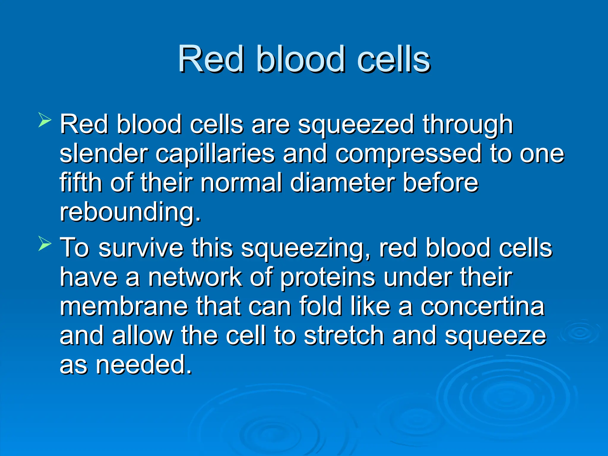 Red blood cells
Red blood cells
 Red blood cells are squeezed through
Red blood cells are squeezed through
slender capillaries and compressed to one
slender capillaries and compressed to one
fifth of their normal diameter before
fifth of their normal diameter before
rebounding.
rebounding.
 To survive this squeezing, red blood cells
To survive this squeezing, red blood cells
have a network of proteins under their
have a network of proteins under their
membrane that can fold like a concertina
membrane that can fold like a concertina
and allow the cell to stretch and squeeze
and allow the cell to stretch and squeeze
as needed.
as needed.
 