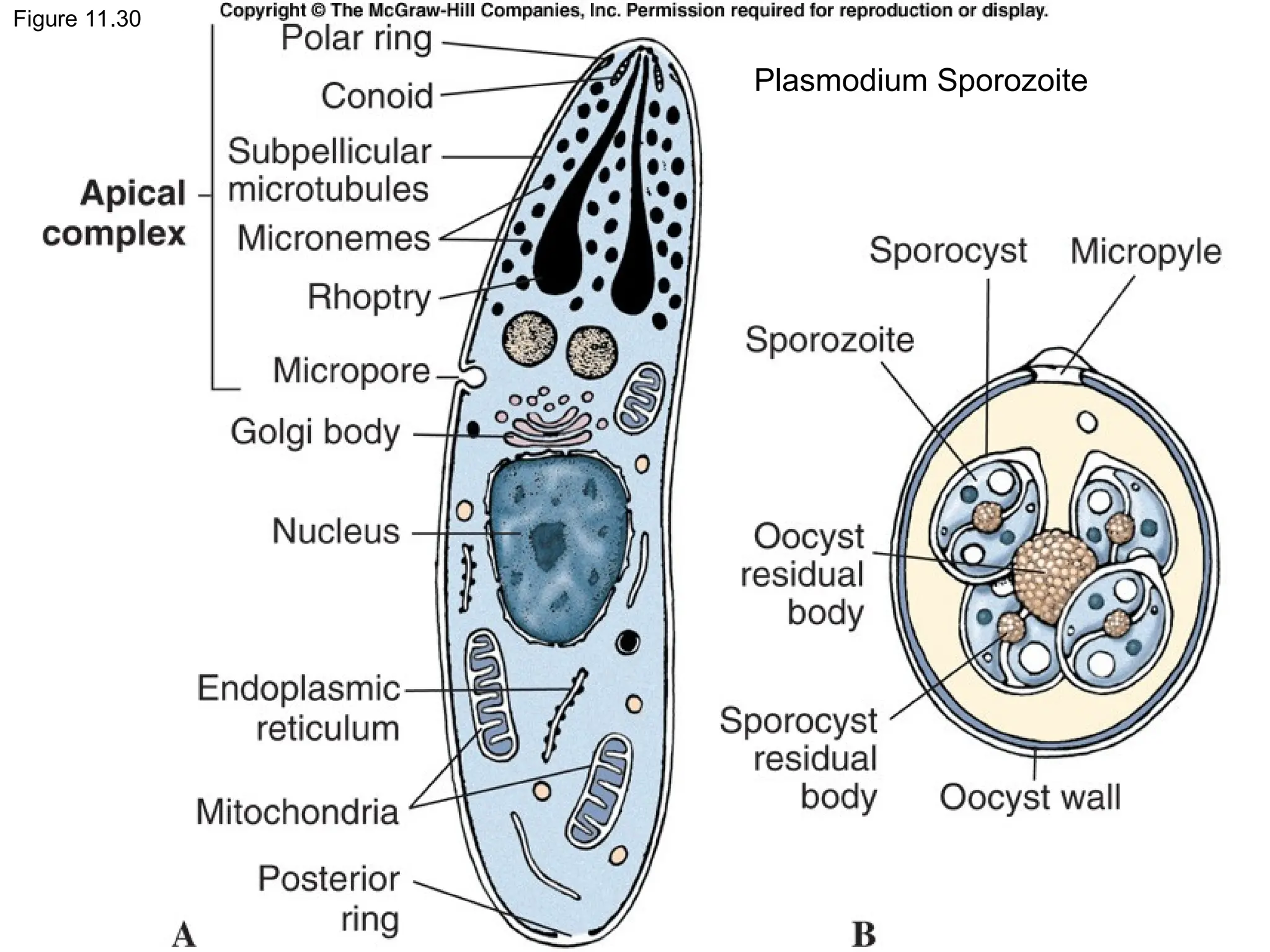 Figure 11.30
Plasmodium Sporozoite
 