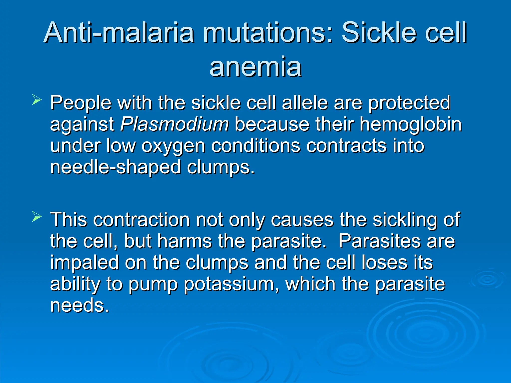 Anti-malaria mutations: Sickle cell
Anti-malaria mutations: Sickle cell
anemia
anemia
 People with the sickle cell allele are protected
People with the sickle cell allele are protected
against
against Plasmodium
Plasmodium because their hemoglobin
because their hemoglobin
under low oxygen conditions contracts into
under low oxygen conditions contracts into
needle-shaped clumps.
needle-shaped clumps.
 This contraction not only causes the sickling of
This contraction not only causes the sickling of
the cell, but harms the parasite. Parasites are
the cell, but harms the parasite. Parasites are
impaled on the clumps and the cell loses its
impaled on the clumps and the cell loses its
ability to pump potassium, which the parasite
ability to pump potassium, which the parasite
needs.
needs.
 