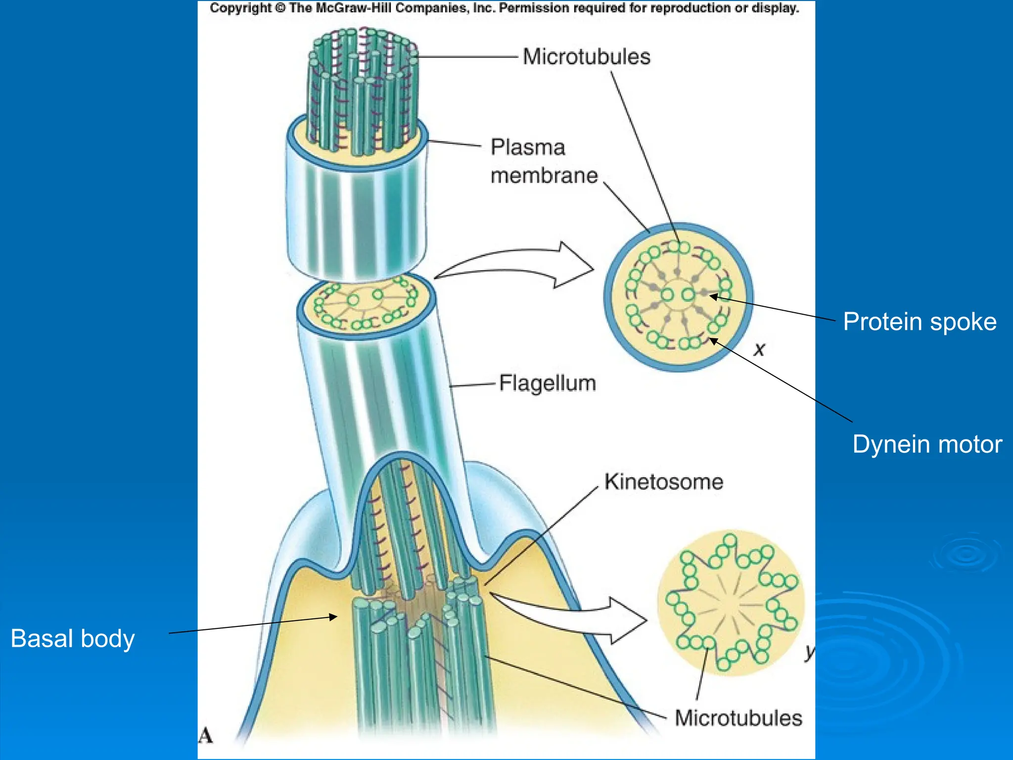 Figure 11.09a
Figure 11.09a
Protein spoke
Dynein motor
Basal body
 