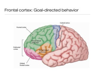 Frontal cortex: Goal-directed behavior
 