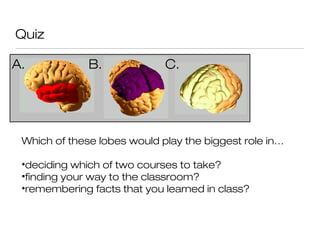 Quiz

A.            B.             C.




 Which of these lobes would play the biggest role in…

 •deciding which of two courses to take?
 •finding your way to the classroom?
 •remembering facts that you learned in class?
 