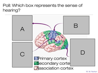 Poll: Which box represents the sense of
hearing?



                                     B
        A



        C                                D
                Primary cortex
                Secondary cortex
                Association cortex
                                             W. W. Norton
 