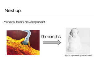 Next up

Prenatal brain development



                       9 months



                                  http://capturedbycarrie.com/
 