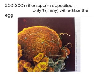 200-300 million sperm deposited –
              only 1 (if any) will fertilize the
egg
 