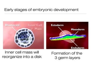 Early stages of embryonic development




  Inner cell mass will   Formation of the
reorganize into a disk    3 germ layers
 
