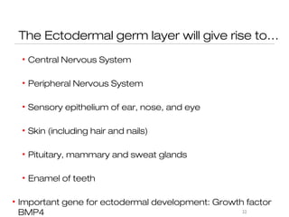 The Ectodermal germ layer will give rise to…
  • Central Nervous System

  • Peripheral Nervous System

  • Sensory epithelium of ear, nose, and eye

  • Skin (including hair and nails)

  • Pituitary, mammary and sweat glands

  • Enamel of teeth

• Important gene for ectodermal development: Growth factor
  BMP4                                             22
 
