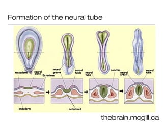 Formation of the neural tube




                           thebrain.mcgill.ca
 