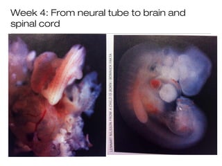 Week 4: From neural tube to brain and
spinal cord
 