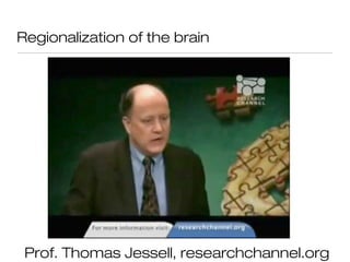 Regionalization of the brain




 Prof. Thomas Jessell, researchchannel.org
 