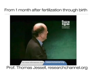 From 1 month after fertilization through birth




 Prof. Thomas Jessell, researchchannel.org
 