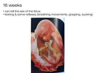16 weeks
• can tell the sex of the fetus
• kicking & some reflexes (breathing movements, grasping, sucking)
 