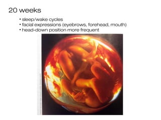 20 weeks
  • sleep/wake cycles
  • facial expressions (eyebrows, forehead, mouth)
  • head-down position more frequent
 
