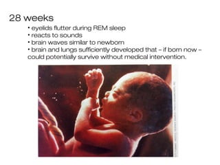 28 weeks
   • eyelids flutter during REM sleep
   • reacts to sounds
   • brain waves similar to newborn
   • brain and lungs sufficiently developed that – if born now –
   could potentially survive without medical intervention.
 