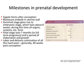 Milestones in prenatal development
• Zygote forms after conception
• Blastocyst embeds in uterine wall
• Germinal stage gives rise to
  embryonic stage, which lasts about 8
  weeks; during this time all organs,
  systems, etc. form
• Fetal stage lasts 7 months (in full
  term pregnancy) and is period of
  elaboration and growth
• Labor and delivery culmination of all
  this hard work – generally, 40 weeks
  post conception




                                          Sadler, TW (2010). Medical Embryology, Eleventh
                                                                    38                  38
                                          Edition. Baltimore: Lippincott Williams & Wilkins
 