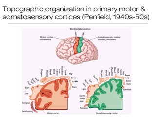 Topographic organization in primary motor &
somatosensory cortices (Penfield, 1940s-50s)
 