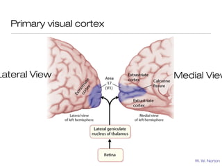 Primary visual cortex




Lateral View               Medial View




                               W. W. Norton
 