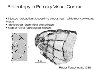 Retinotopy in Primary Visual Cortex

• injected radioactive glucose into bloodstream while monkey viewed
image
• “developed” brain like a photograph
• Map of retina reproduced in brain!




                                        Roger Tootell et al., 1988
 