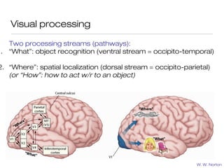 Visual processing

   Two processing streams (pathways):
1. “What”: object recognition (ventral stream = occipito-temporal)

2. “Where”: spatial localization (dorsal stream = occipito-parietal)
   (or “How”: how to act w/r to an object)




                                                               W. W. Norton
 