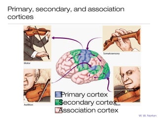 Primary, secondary, and association
cortices




               Primary cortex
               Secondary cortex
               Association cortex
                                      W. W. Norton
 