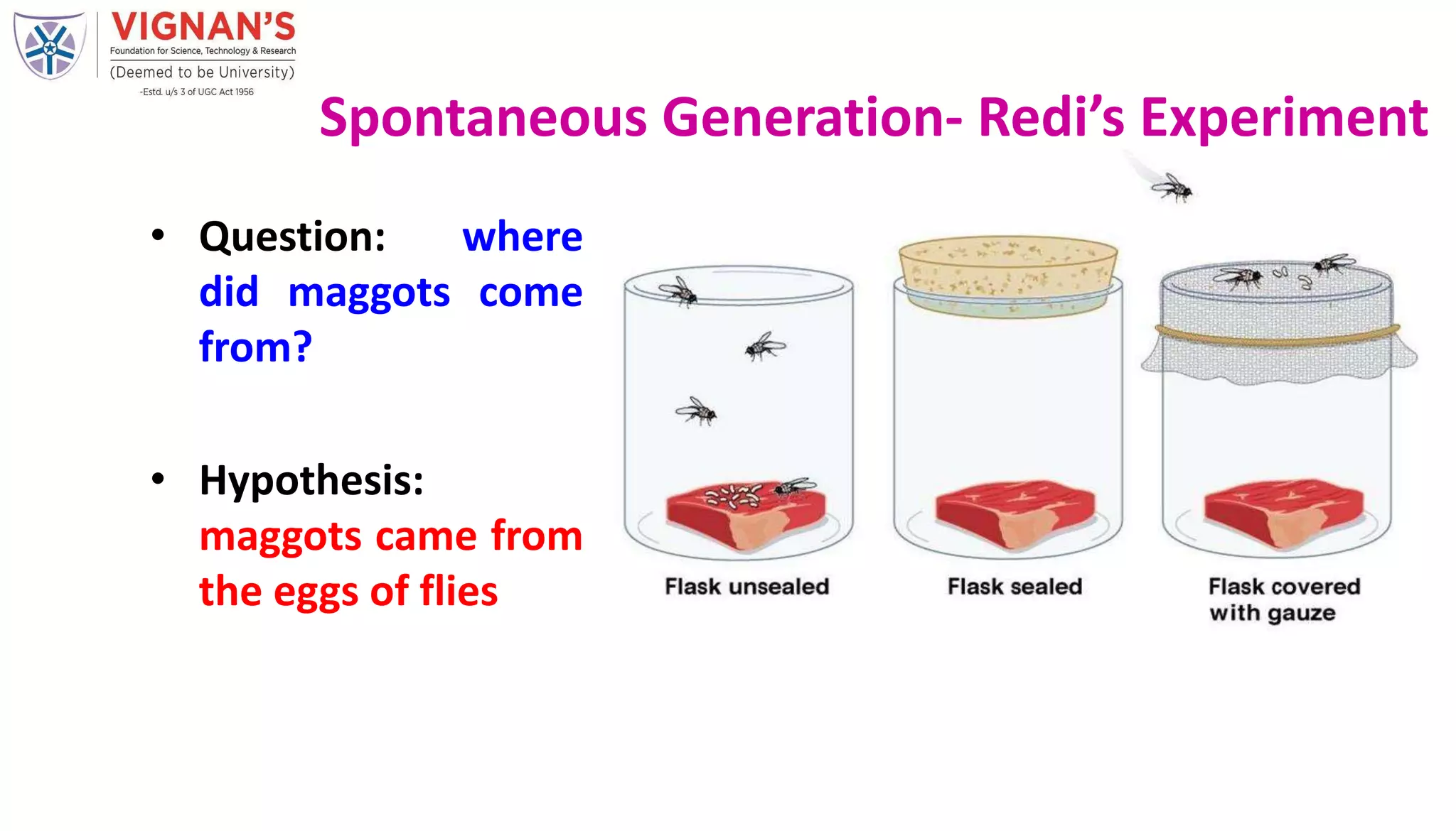 Spontaneous Generation- Redi’s Experiment
• Question: where
did maggots come
from?
• Hypothesis:
maggots came from
the eggs of flies
 