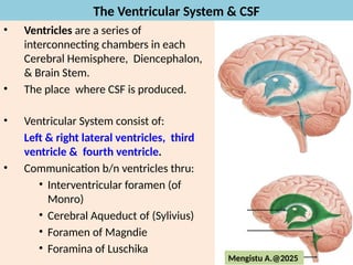 Comprehensive Overview of the Brain's Ventricular System and ...