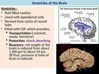 Comprehensive Overview of the Brain's Ventricular System and ...