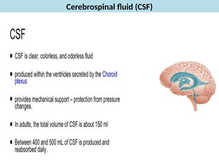 Comprehensive Overview of the Brain's Ventricular System and ...