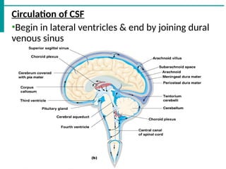 Comprehensive Overview of the Brain's Ventricular System and ...