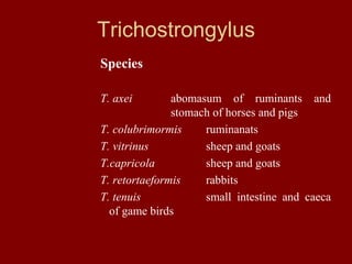 Lecture 3 trichostrongylus