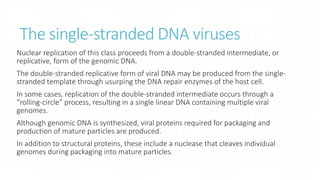 The single-stranded DNA viruses
Nuclear replication of this class proceeds from a double-stranded intermediate, or
replicative, form of the genomic DNA.
The double-stranded replicative form of viral DNA may be produced from the single-
stranded template through usurping the DNA repair enzymes of the host cell.
In some cases, replication of the double-stranded intermediate occurs through a
“rolling-circle” process, resulting in a single linear DNA containing multiple viral
genomes.
Although genomic DNA is synthesized, viral proteins required for packaging and
production of mature particles are produced.
In addition to structural proteins, these include a nuclease that cleaves individual
genomes during packaging into mature particles.
 