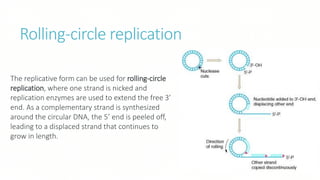 Rolling-circle replication
The replicative form can be used for rolling-circle
replication, where one strand is nicked and
replication enzymes are used to extend the free 3’
end. As a complementary strand is synthesized
around the circular DNA, the 5’ end is peeled off,
leading to a displaced strand that continues to
grow in length.
 
