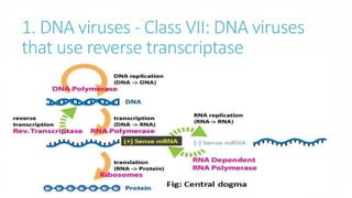1. DNA viruses - Class VII: DNA viruses
that use reverse transcriptase
 