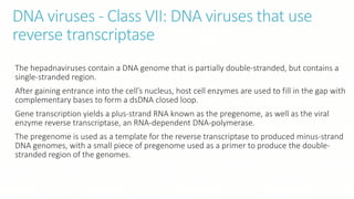 DNA viruses - Class VII: DNA viruses that use
reverse transcriptase
The hepadnaviruses contain a DNA genome that is partially double-stranded, but contains a
single-stranded region.
After gaining entrance into the cell’s nucleus, host cell enzymes are used to fill in the gap with
complementary bases to form a dsDNA closed loop.
Gene transcription yields a plus-strand RNA known as the pregenome, as well as the viral
enzyme reverse transcriptase, an RNA-dependent DNA-polymerase.
The pregenome is used as a template for the reverse transcriptase to produced minus-strand
DNA genomes, with a small piece of pregenome used as a primer to produce the double-
stranded region of the genomes.
 