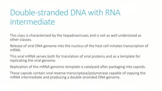 Double-stranded DNA with RNA
intermediate
This class is characterized by the hepadnaviruses and is not as well understood as
other classes.
Release of viral DNA genome into the nucleus of the host cell initiates transcription of
mRNA.
This viral mRNA serves both for translation of viral proteins and as a template for
replicating the viral genome.
Replication of the mRNA genomic template is catalyzed after packaging into capsids.
These capsids contain viral reverse transcriptase/polymerase capable of copying the
mRNA intermediate and producing a double-stranded DNA genome.
 