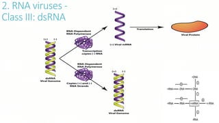2. RNA viruses -
Class III: dsRNA
 