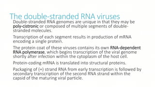 The double-stranded RNA viruses
Double-stranded RNA genomes are unique in that they may be
poly-cistronic or composed of multiple segments of double-
stranded molecules.
Transcription of each segment results in production of mRNA
encoding a single protein.
The protein coat of these viruses contains its own RNA-dependent
RNA polymerase, which begins transcription of the viral genome
shortly after infection within the cytoplasm of the host cell.
Protein-coding mRNA is translated into structural proteins.
Packaging of (+) strand RNA from early transcription is followed by
secondary transcription of the second RNA strand within the
capsid of the maturing viral particle.
 