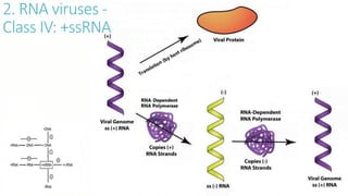 2. RNA viruses -
Class IV: +ssRNA
 