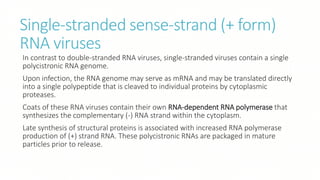 Single-stranded sense-strand (+ form)
RNA viruses
In contrast to double-stranded RNA viruses, single-stranded viruses contain a single
polycistronic RNA genome.
Upon infection, the RNA genome may serve as mRNA and may be translated directly
into a single polypeptide that is cleaved to individual proteins by cytoplasmic
proteases.
Coats of these RNA viruses contain their own RNA-dependent RNA polymerase that
synthesizes the complementary (-) RNA strand within the cytoplasm.
Late synthesis of structural proteins is associated with increased RNA polymerase
production of (+) strand RNA. These polycistronic RNAs are packaged in mature
particles prior to release.
 