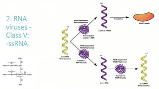 2. RNA
viruses -
Class V:
-ssRNA
 