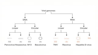 Viral genomes
 