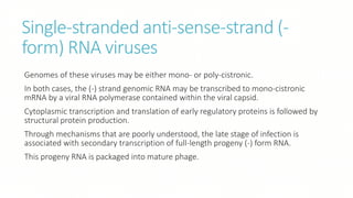 Single-stranded anti-sense-strand (-
form) RNA viruses
Genomes of these viruses may be either mono- or poly-cistronic.
In both cases, the (-) strand genomic RNA may be transcribed to mono-cistronic
mRNA by a viral RNA polymerase contained within the viral capsid.
Cytoplasmic transcription and translation of early regulatory proteins is followed by
structural protein production.
Through mechanisms that are poorly understood, the late stage of infection is
associated with secondary transcription of full-length progeny (-) form RNA.
This progeny RNA is packaged into mature phage.
 