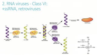 2. RNA viruses - Class VI:
+ssRNA, retroviruses
 