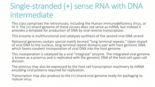 Single-stranded (+) sense RNA with DNA
intermediate
This class comprises the retroviruses, including the Human Immunodeficiency Virus, or
HI V. The (+) strand genome of these viruses does not serve as mRNA, but instead it
provides a template for production of DNA by viral reverse transcriptase.
This enzyme is multifunctional and catalyzes synthesis of the second viral DNA strand.
Retroviral genomes contain special motifs termed “long terminal repeats.” Upon import
of viral DNA to the nucleus, long terminal repeat domains pair with host genomic DNA,
which favors covalent incorporation of viral DNA into the host genome.
This incorporation is catalyzed by a viral “integrase” enzyme. The integrated viral genome
is known as a provirus and is replicated with the genomic DNA of the host cell upon cell
division.
The provirus may also be expressed by the host cell transcription machinery to mRNA
encoding viral proteins required for replication.
Transcription may also produce to the (+) strand viral genome ready for packaging to
mature virus.
 