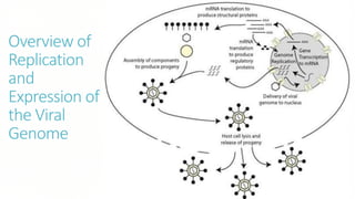 Overview of
Replication
and
Expression of
the Viral
Genome
 