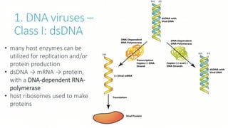 1. DNA viruses –
Class I: dsDNA
• many host enzymes can be
utilized for replication and/or
protein production
• dsDNA → mRNA → protein,
with a DNA-dependent RNA-
polymerase
• host ribosomes used to make
proteins
 