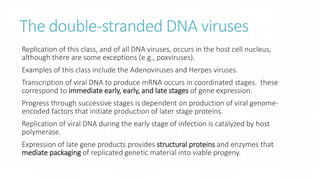 The double-stranded DNA viruses
Replication of this class, and of all DNA viruses, occurs in the host cell nucleus,
although there are some exceptions (e.g., poxviruses).
Examples of this class include the Adenoviruses and Herpes viruses.
Transcription of viral DNA to produce mRNA occurs in coordinated stages. these
correspond to immediate early, early, and late stages of gene expression.
Progress through successive stages is dependent on production of viral genome-
encoded factors that initiate production of later stage proteins.
Replication of viral DNA during the early stage of infection is catalyzed by host
polymerase.
Expression of late gene products provides structural proteins and enzymes that
mediate packaging of replicated genetic material into viable progeny.
 