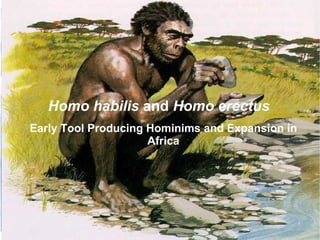 Homo habilis and Homo erectus
Early Tool Producing Hominims and Expansion in
                     Africa
 