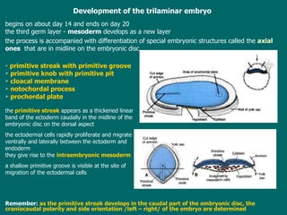 Development  of the trilaminar embryo begins on about day 14 and ends on day 20 t he third germ layer  -   mesoderm  develops as a new  layer t he process is  accompanied with  differe n tiation of  special embryonic structures  called  the  axial  ones   that are  in midline on the embryonic disc primitive streak with primitive groove primitive knob with primitive pit cloacal membrane notochordal process prochordal plate t he   primitive streak  appears as a thickened linear band of the ectoderm caudally in the midline of the  embryonic disc on  the  dorsal aspect t he ectodermal cells rapidly proliferate and migrate  v entrally   and laterally between the ectoderm and  endoderm they  give rise to the   intraembryonic mesoderm a  shallow primitive groove is visible at the site of  migration of the ectodermal cells Re member:   as the primitive streak develops in the caudal part of the embryonic disc,  the craniocaudal polarity and side orientation /left – right/ of the embryo are determined 